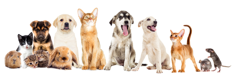 Home and Pet Sitters 4U - How to book