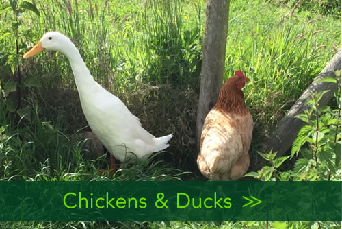  Homeandpetsitters4u - Chicken and Duck Sitting