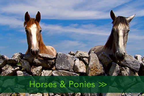  Homeandpetsitters4u - Horses & Ponies