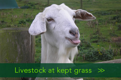  Homeandpetsitters4u- /livestock at kept grass/